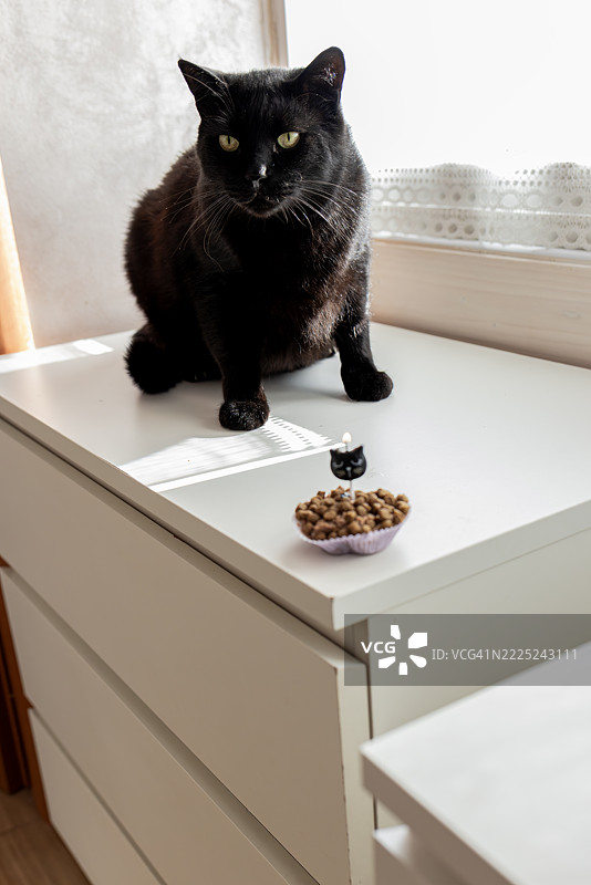 坐在桌子上的黑猫肖像，卡索里亚，坎帕尼亚，意大利图片素材