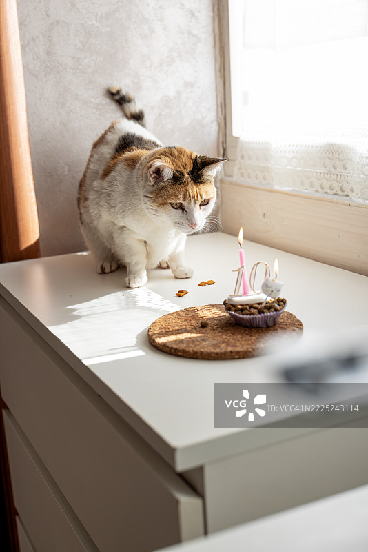 家中桌子上坐着的猫特写，卡索里亚，坎帕尼亚，意大利图片素材