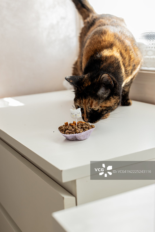 家中猫咪吃食物的特写，卡索里亚，坎帕尼亚，意大利图片素材