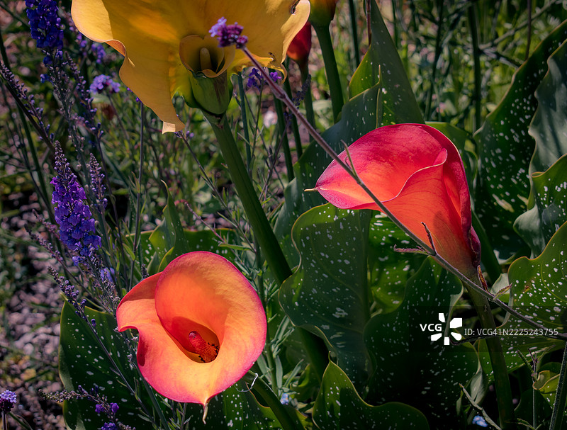 粉色开花植物特写，福图纳，加利福尼亚州，美国图片素材