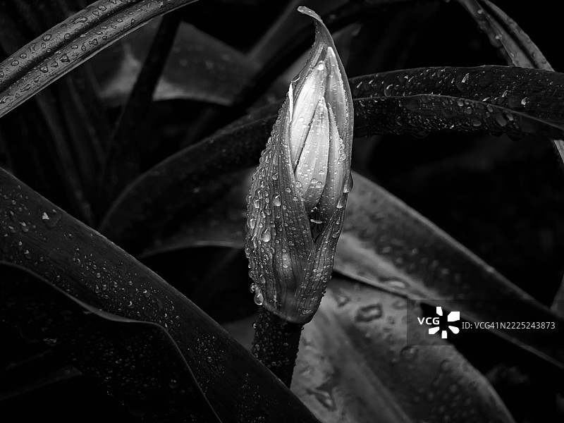 一个人的价值在于他能忍受多少孤独 - 尼采，墨西哥图片素材