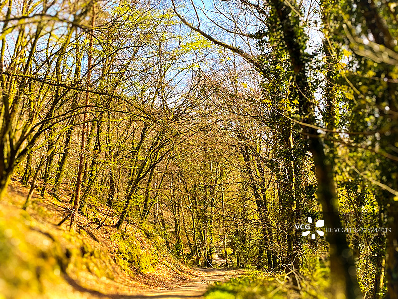春天照亮了这些美丽的林木，纽顿阿伯特，英国图片素材