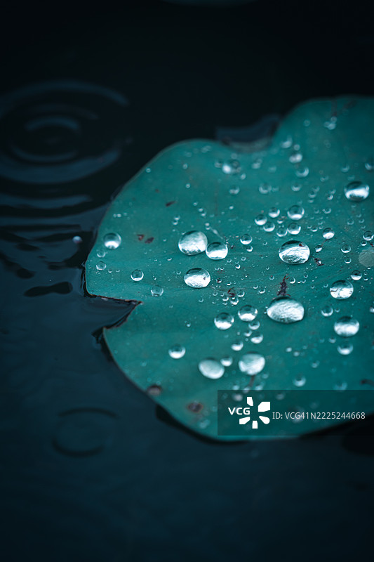 叶子上的雨滴特写，苏州，江苏，中国图片素材