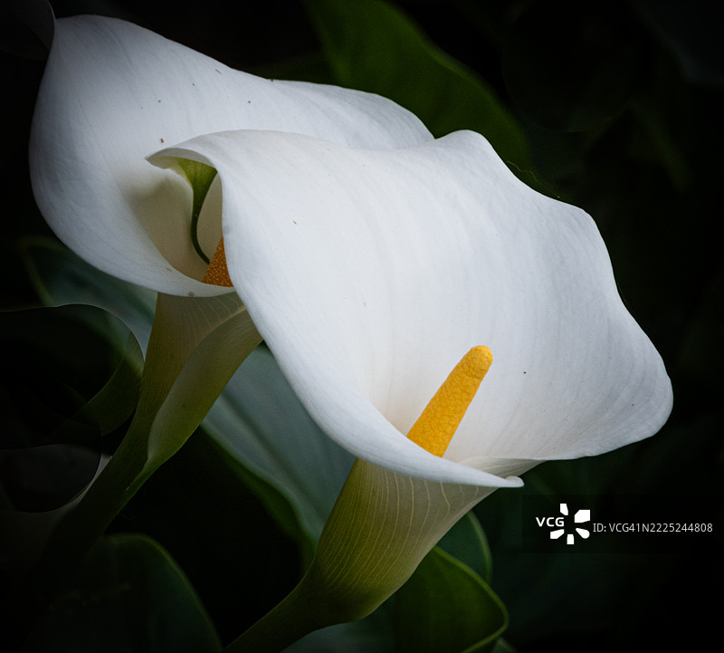 白色百合特写，意大利威尼托大区科内利亚诺图片素材