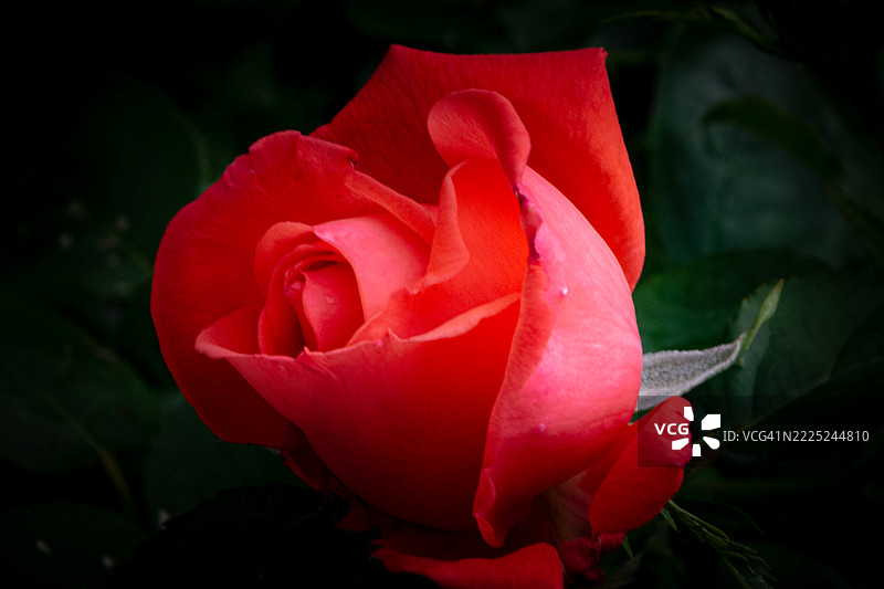 红玫瑰特写，意大利威尼托大区科内利亚诺图片素材