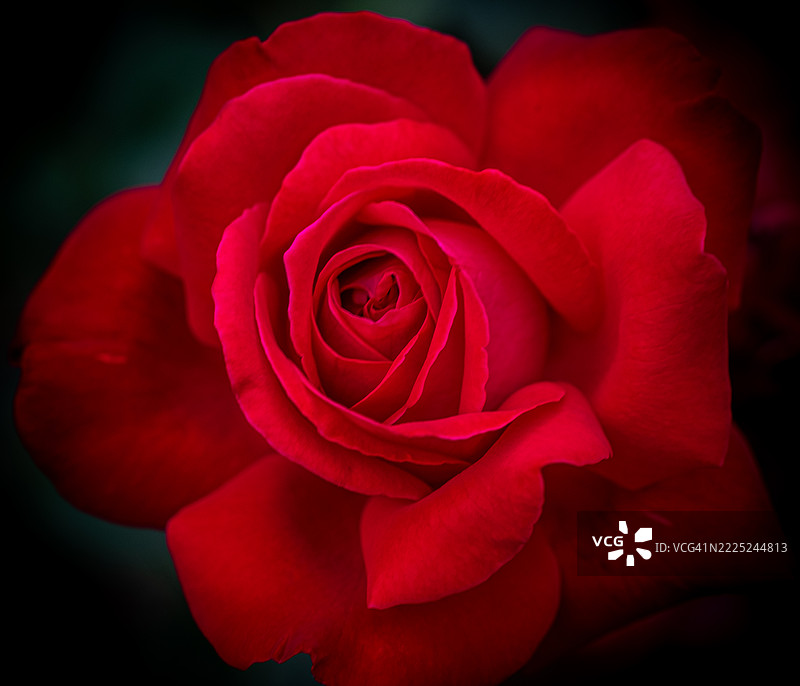 意大利威尼托大区科内利亚诺的玫瑰特写图片素材