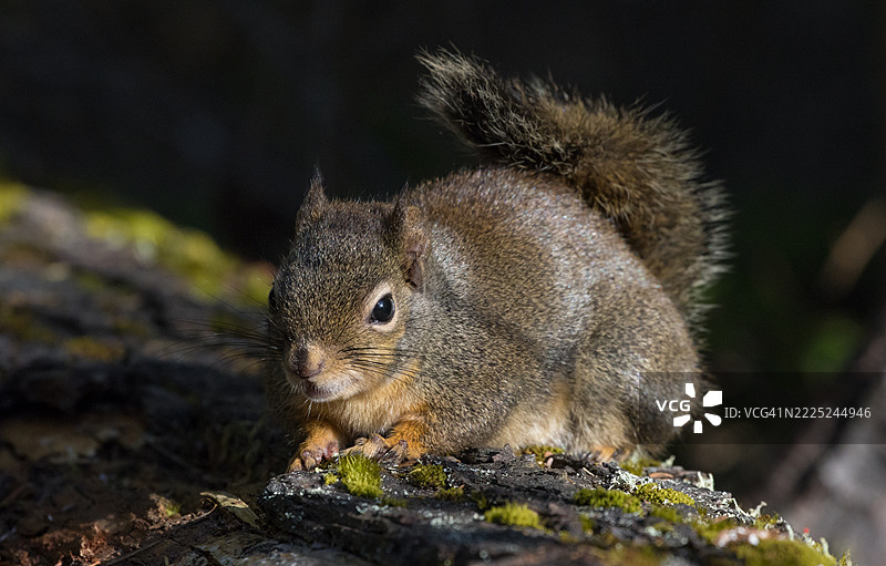 温哥华，英属哥伦比亚，加拿大的灰松鼠特写镜头图片素材