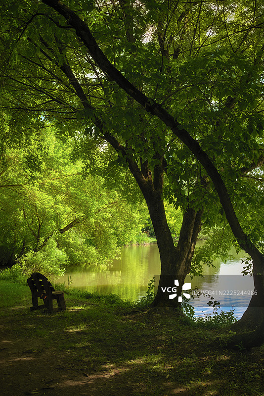 匈牙利埃斯特戈姆公园里的树木图片素材