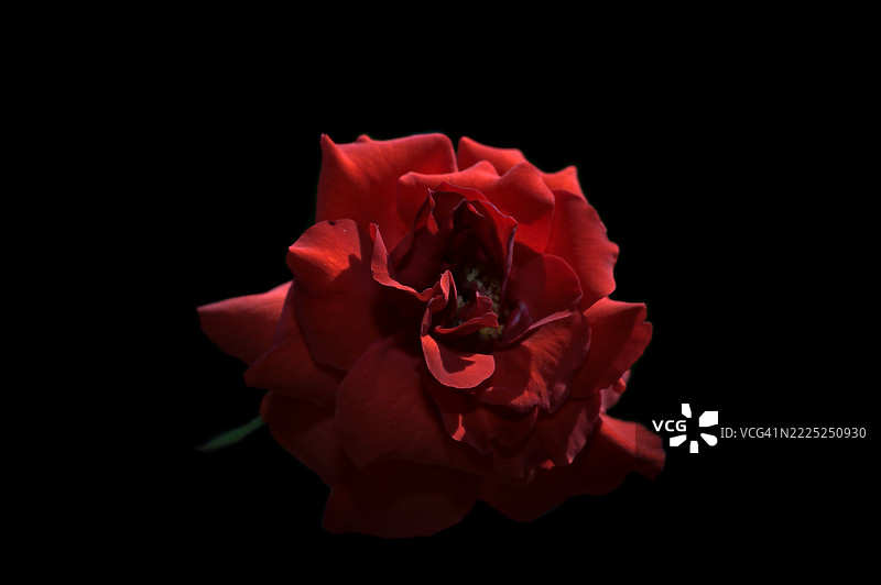 黑色背景下的玫瑰特写，意大利图片素材