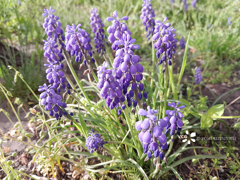 乌克兰紫色开花植物的特写图片素材