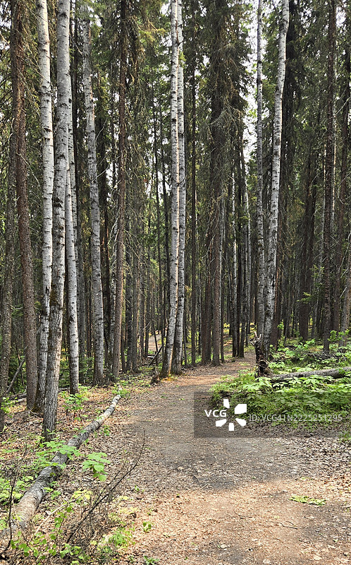 加拿大萨斯喀彻温省阿尔伯特王子国家公园的森林树木图片素材