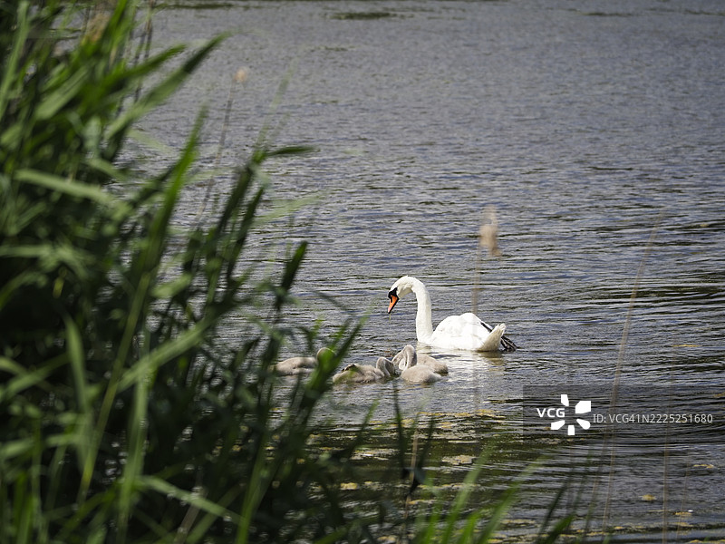 湖中游泳的无声天鹅侧面视图，拉兹欣，马佐维亚，波兰图片素材