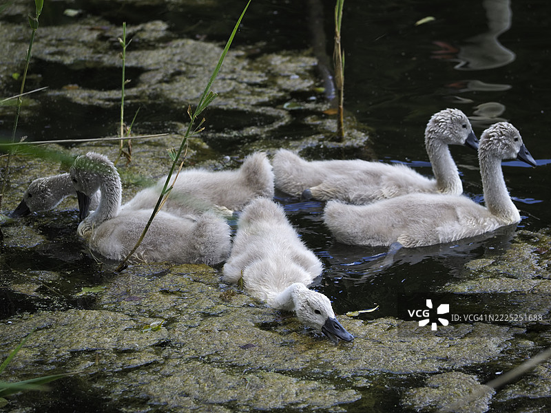 天鹅在波兰马佐维亚省拉兹欣的湖中游泳的特写镜头图片素材