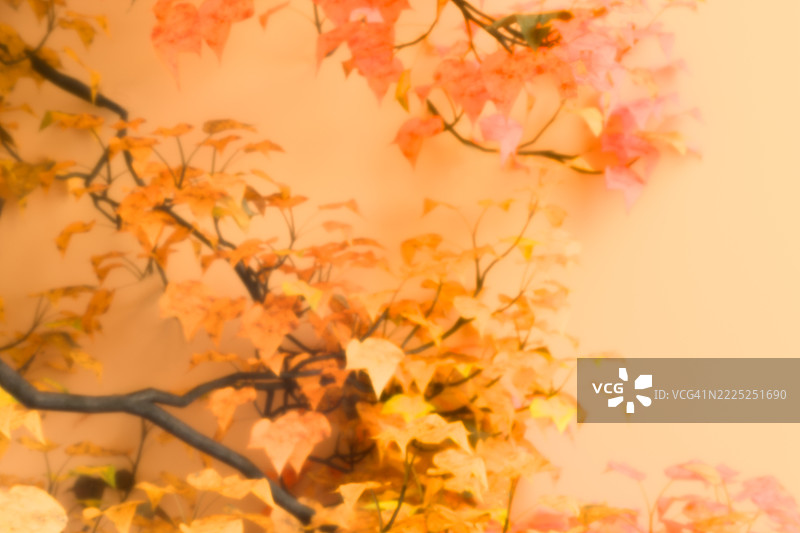 柔焦的秋季枫树枝条，鲜艳的橙色和红色叶子映衬在温暖的背景下。非常适合季节性、舒适或自然主题的概念。图片素材