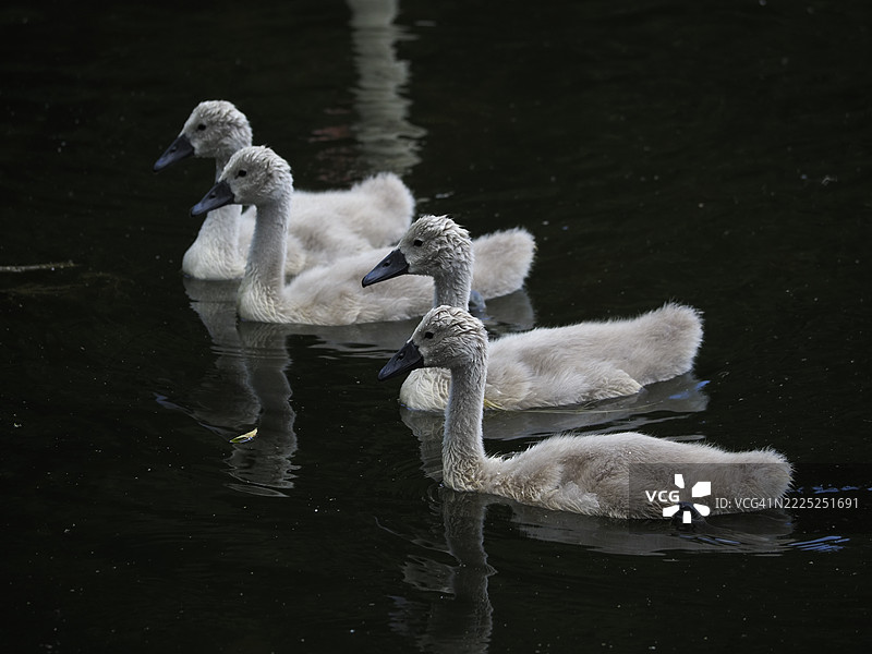 天鹅在波兰马佐维亚省拉兹欣湖中游泳的特写镜头图片素材