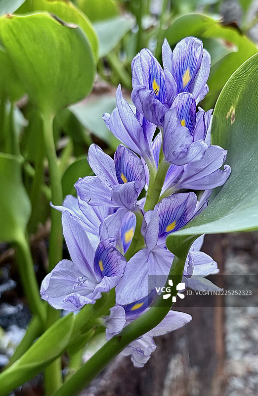 紫色开花植物的特写，圣约翰，安提瓜和巴布达图片素材
