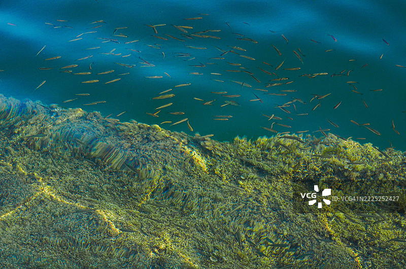 清澈浅海中小鱼与藻类的水下景观图片素材