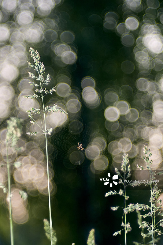 哈萨克斯坦开花植物的特写镜头图片素材