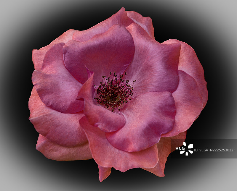 黑色背景下的粉色玫瑰特写，穆杜尔努，博卢，土耳其图片素材