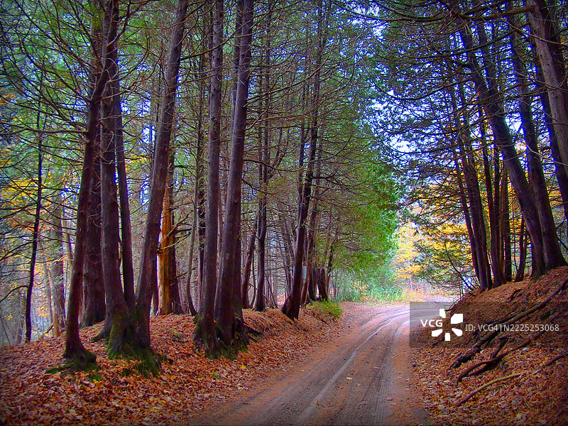 秋天的森林中的树木，加拿大安大略省米尔布鲁克图片素材