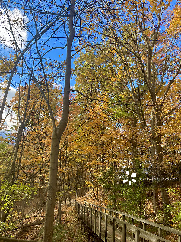 秋天森林中的树木图片素材
