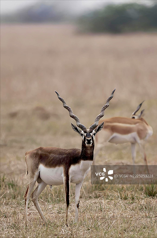 侧面视图的鹿站在田野上，巴夫纳加尔，古吉拉特邦，印度图片素材