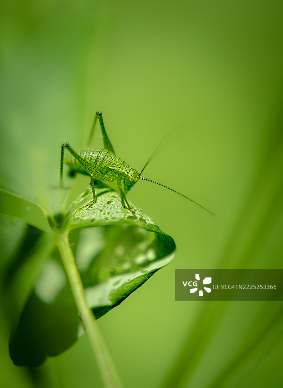 瑞士乌斯特植物上的昆虫特写镜头图片素材