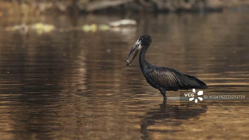 非洲开嘴鹳站在卡夫韦国家公园的倒影水面上图片素材