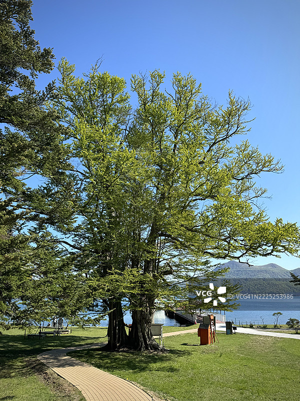 日本北海道Sobetsu的晴空下的田野树木图片素材