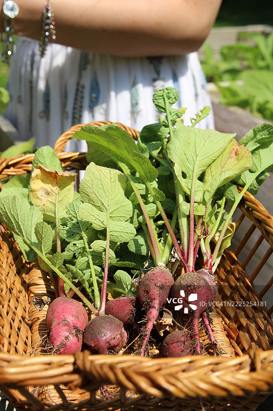 女人从高架花园床中收获萝卜，放入篮子里。图片素材