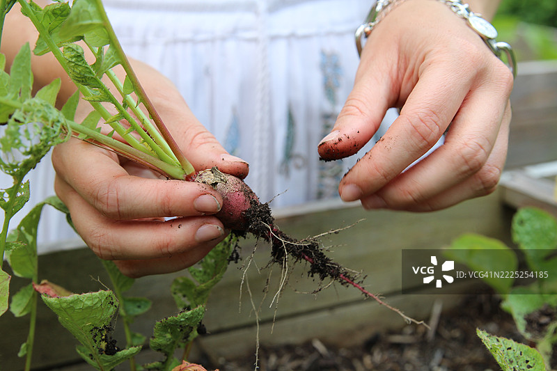 特写镜头：女性在高架花园床中收获萝卜。图片素材