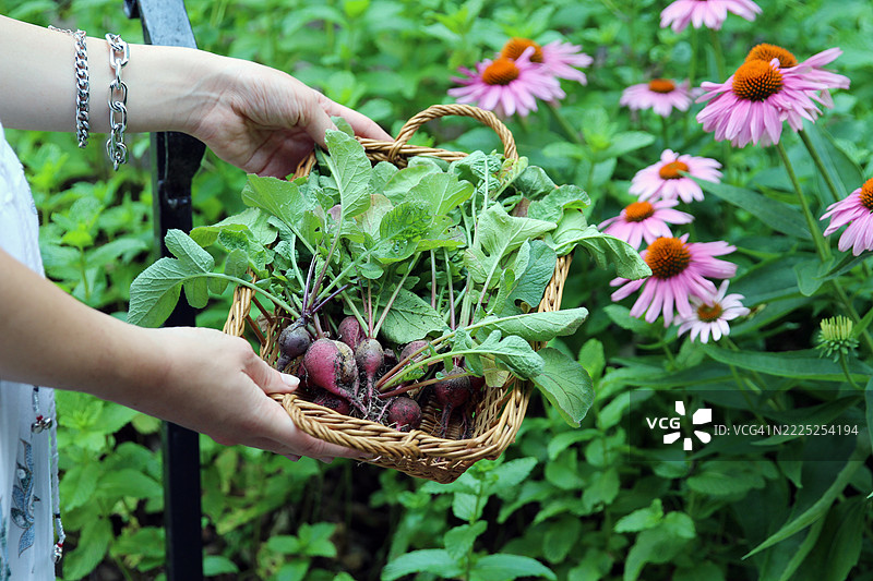 女人从高架花园床中采摘萝卜放入篮子里。图片素材