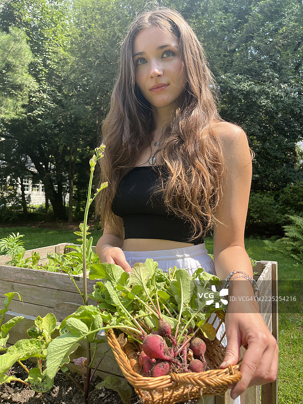 女人在高架花园床上收获萝卜。图片素材