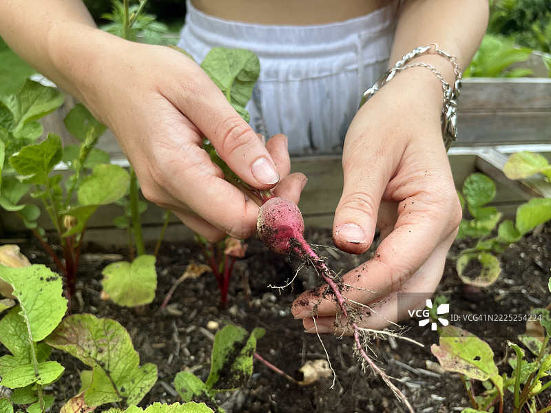 特写镜头：女性在高架花园床中收获萝卜。图片素材