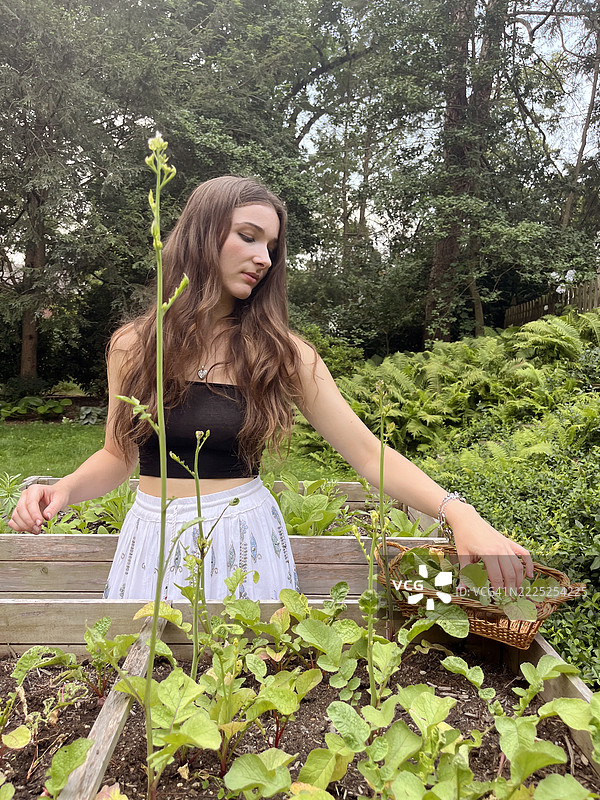 女人在高架花园床上收获萝卜。图片素材
