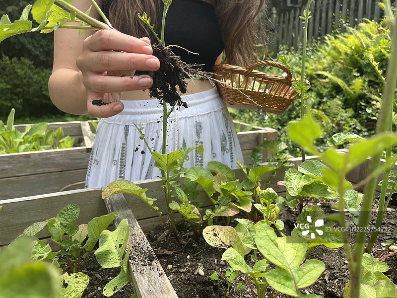 特写镜头：女性在高架花园床中收获萝卜。图片素材