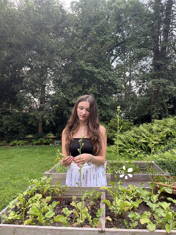 女人在高架花园床上收获萝卜。图片素材