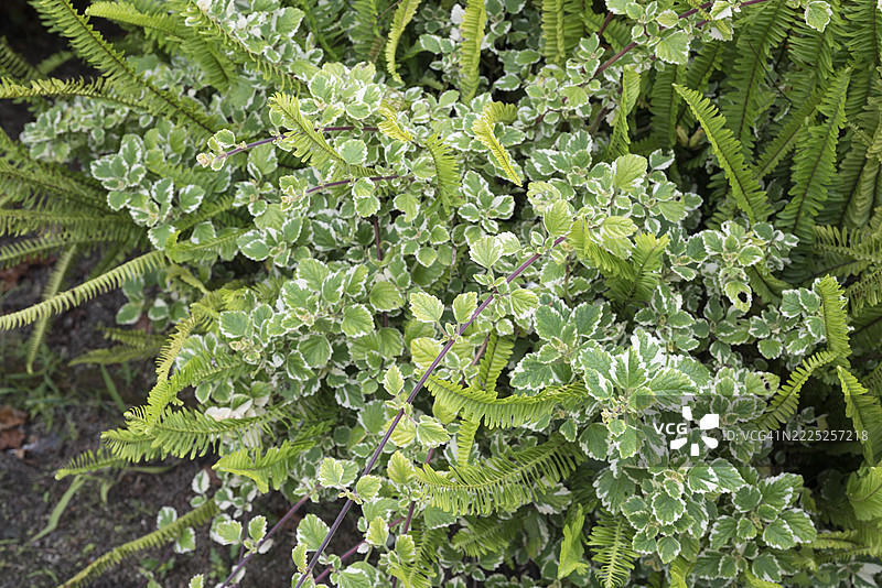 马达加斯加薄荷图片素材