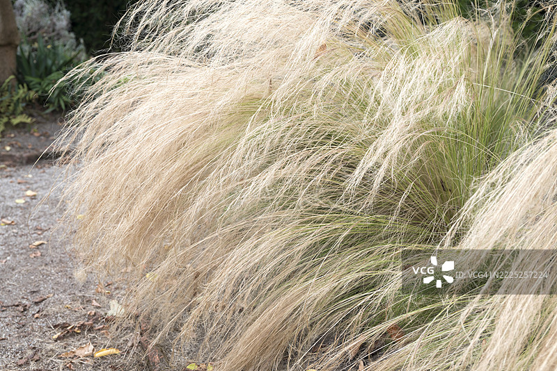 墨西哥羽毛草在花园小径旁生长图片素材