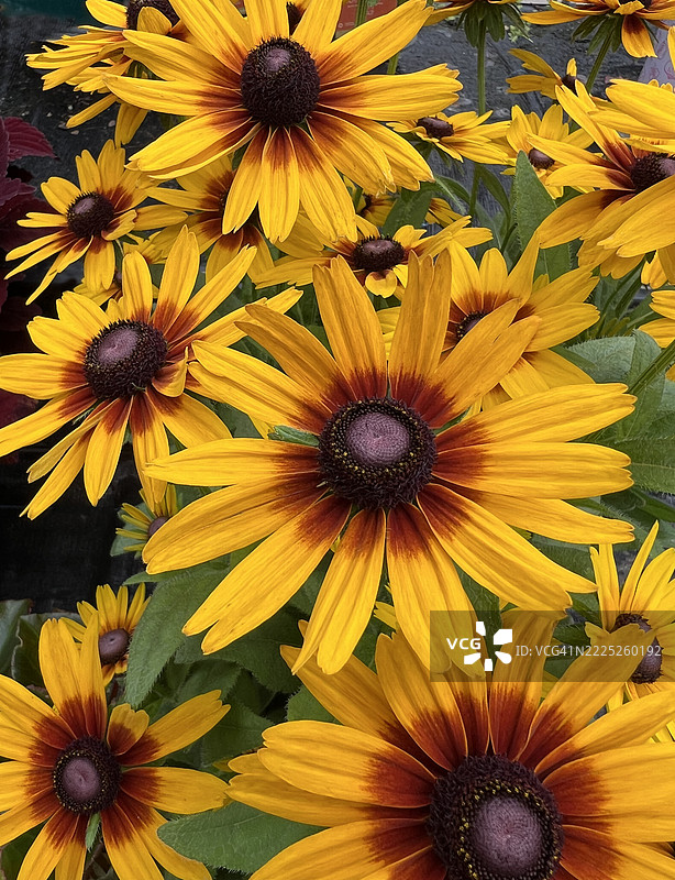 鲁德贝基亚，也称为锥花或黑眼苏珊。图片素材