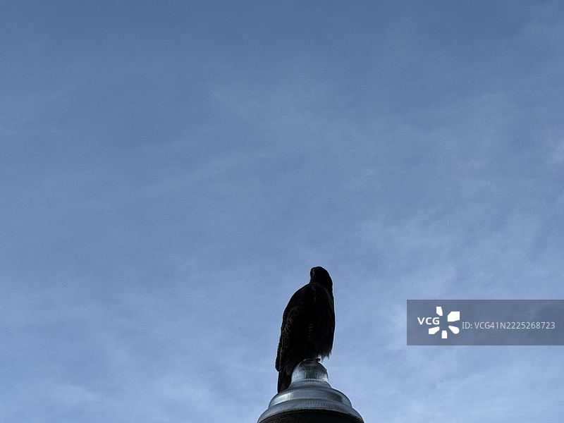 低角度视图的鹰栖息在雕像上，背景是天空，尤金，俄勒冈州，美国图片素材