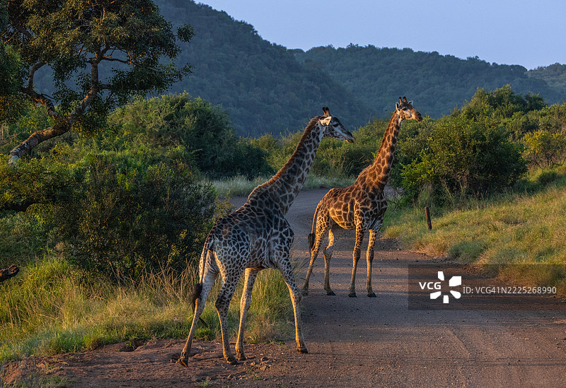 南非野生动物园小道上的一对长颈鹿图片素材