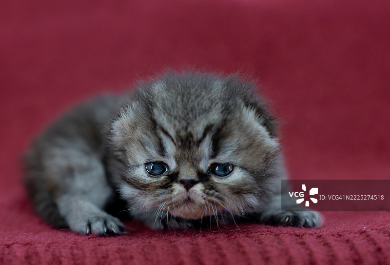 可爱的波斯小猫在红色毛毯上图片素材