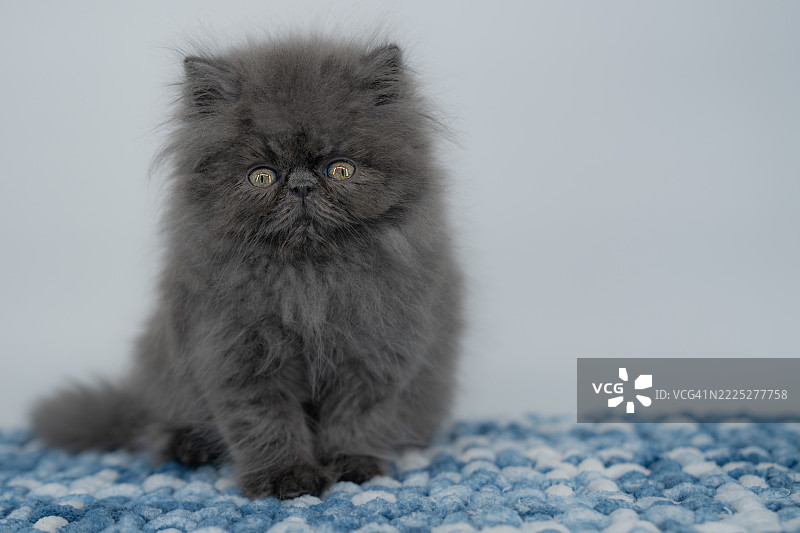 蓝色波斯小猫在蓝色针织毛毯上图片素材