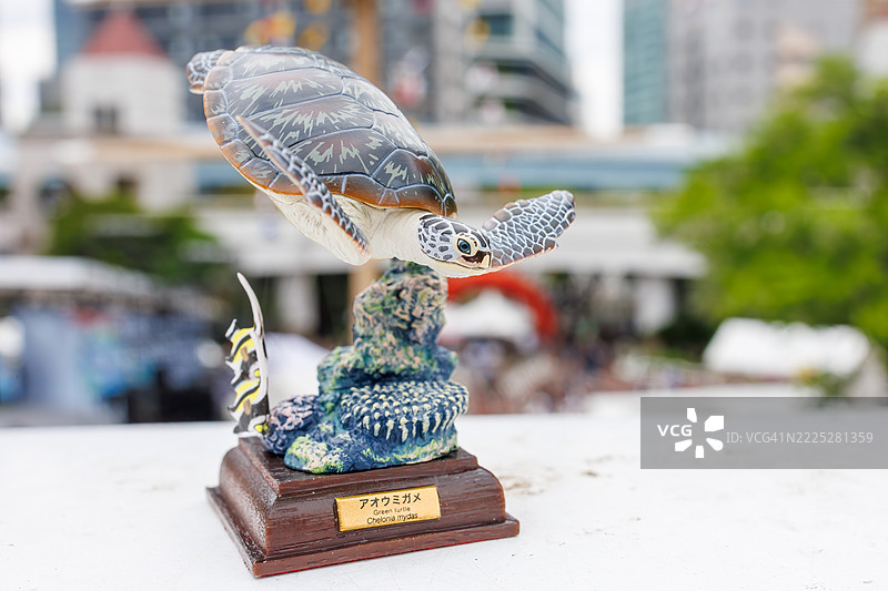 绿海龟,绿海龟,Chelonia mydas(海龟)小笠原群岛生物模型。图片素材