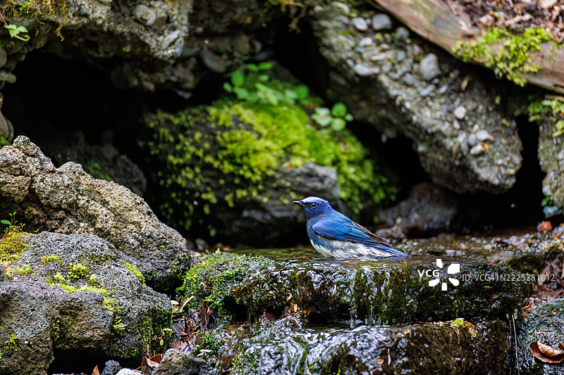 一对美丽的蓝白色捕虫鸟（Cyanoptila cyanomelana，捕虫鸟科）。快乐的蓝鸟。在泉水中洗澡。图片素材