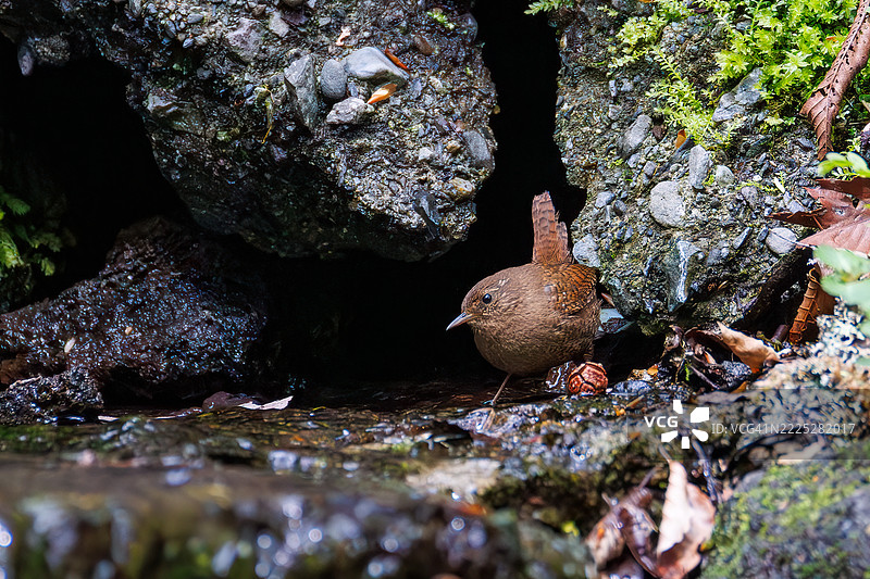 可爱的欧亚鹪鹩（Troglodytes troglodytes，属于灯笼鱼科）体型小巧，声音嘈杂而急促。正在春天里洗澡。图片素材