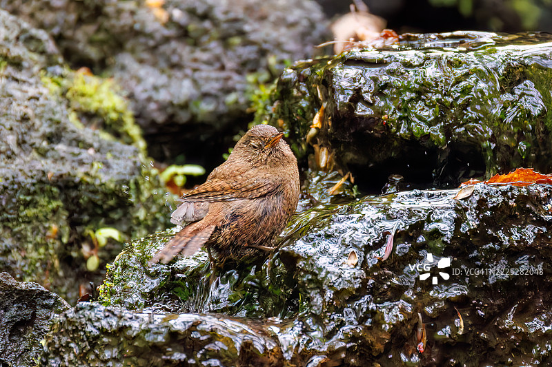可爱的欧亚鹪鹩（Troglodytes troglodytes，属于灯笼鱼科）体型小巧，声音嘈杂而急促。正在春天里洗澡。图片素材