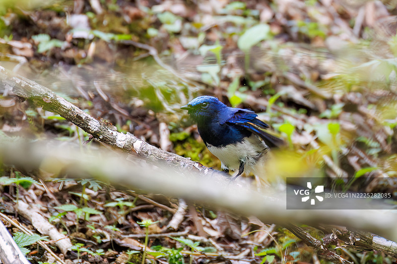一对美丽的蓝白色捕虫鸟(Cyanoptila cyanomelana,捕虫鸟科)。快乐的蓝鸟。在泉水中洗澡。图片素材