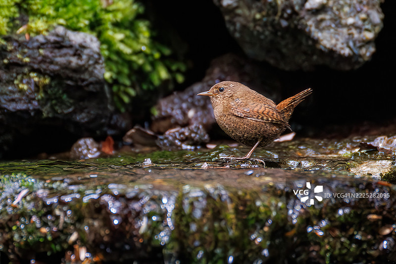 可爱的欧亚鹪鹩（Troglodytes troglodytes，属于灯笼鱼科）体型小巧，声音嘹亮，正在春天里欢快地鸣叫并洗澡。图片素材